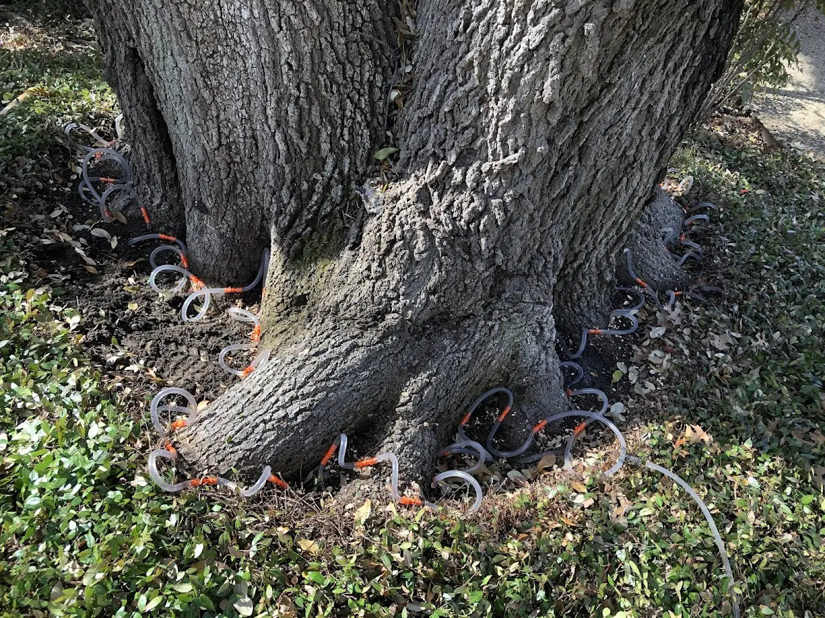 Detailed Tree Cabling and Bracing job site in Danciger