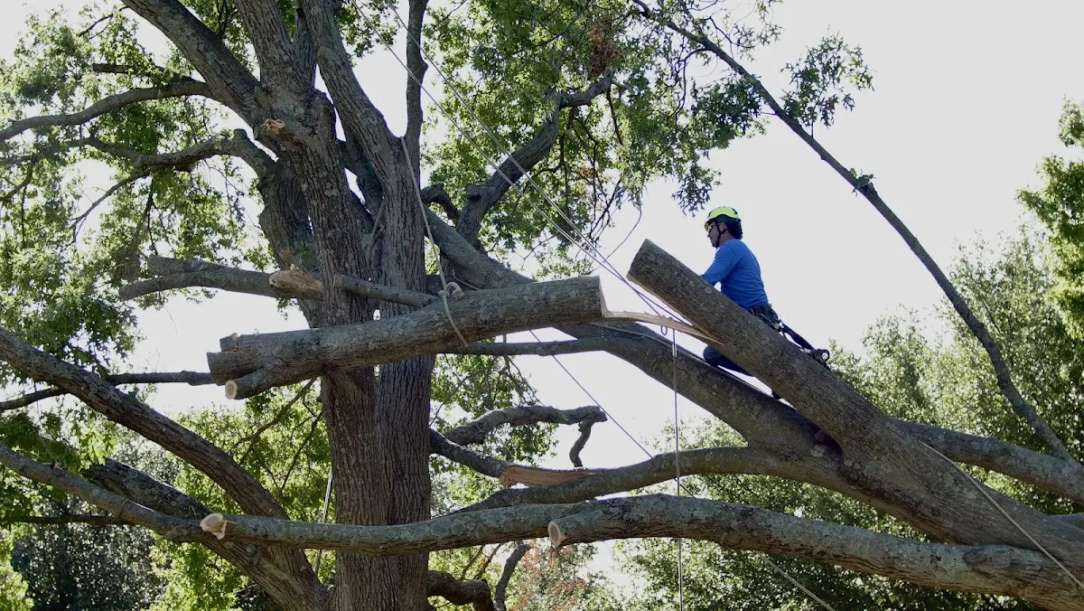 Professional Crown Thinning performed by certified arborists in Danciger